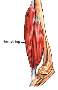 Hamstring